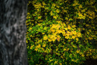 Close-up of yellow flowering plant