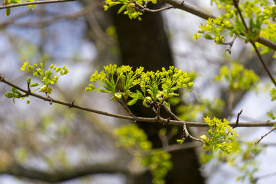 Low angle view of flowering plant against tree