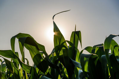 Close-up of corn field against clear sky