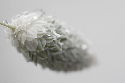 Close-up of white flowers blooming against white background