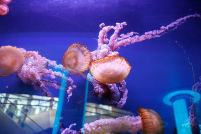 Beautiful pink jellyfishes swimming in blue aquarium.