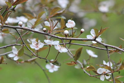 Close-up of white cherry blossoms in spring