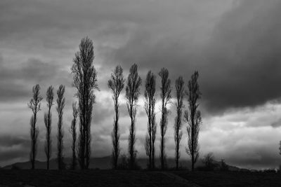 Trees on field against sky