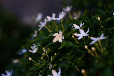 Close-up of white flowering plants