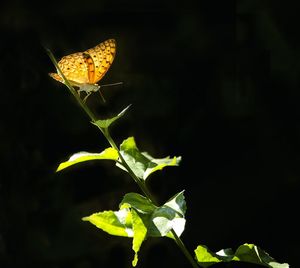 Close-up of insect on leaf