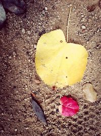 High angle view of autumnal leaves on ground