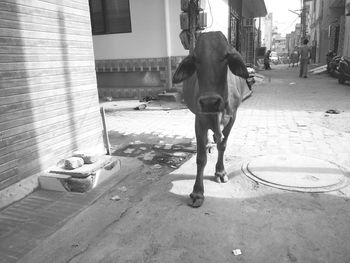 Man and dog on street