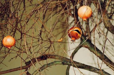 Close-up of fruit growing on tree