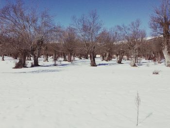 Bare trees on snow covered landscape