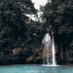 Scenic view of waterfall in forest