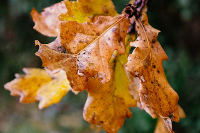 Close-up of leaves