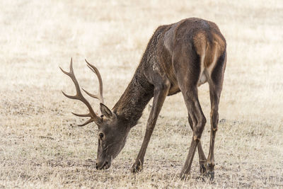 Deer grazing in a field