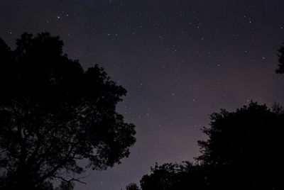 Low angle view of trees against sky