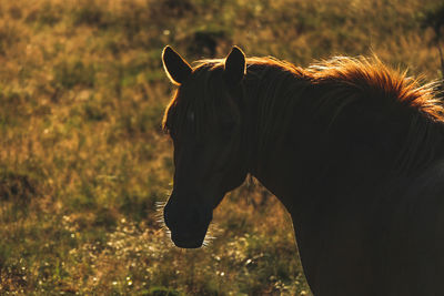 Close-up of a horse on field