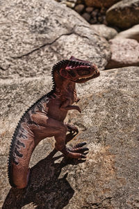 Close-up of lizard on rock