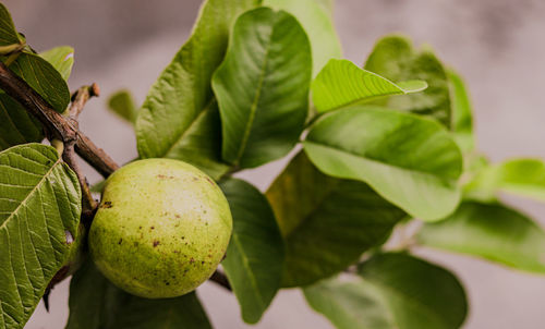 Close-up of guava fruit hanging from plant