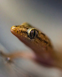 Close-up of lizard