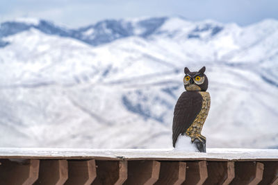 View of an animal on snow covered mountain