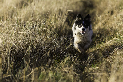 Portrait of border collie running on field