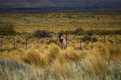 Horse in a field