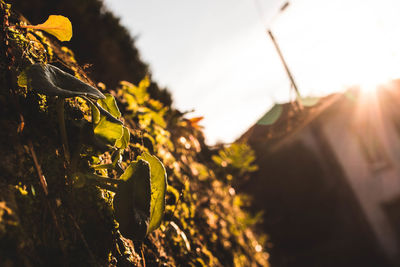 Close-up of plant growing on field against sky