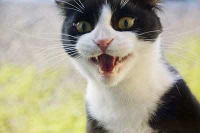 Close-up portrait of cat