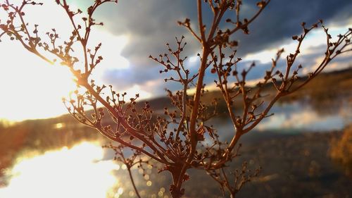 Close-up of plant against sunset sky