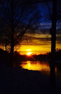 Silhouette of bare trees at sunset