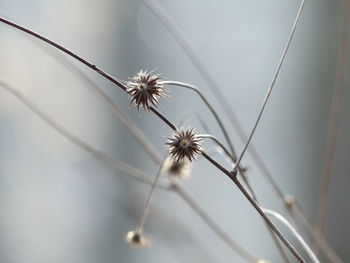 Close-up of flower against blurred background