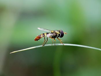 Close-up of insect on plant