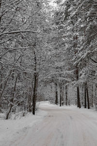 Snow covered trees in forest