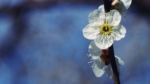 Close-up of white plum blossom flowers