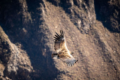 Andean condor flying in the colca canyon in peru