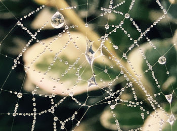 Close-up of water drops on spider web