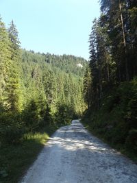 Road passing through forest