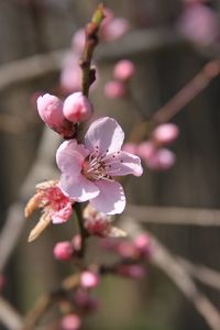 Close-up of pink cherry blossoms in spring