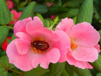 Close-up of bee pollinating on pink rose