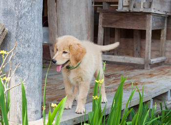 Dog on grass