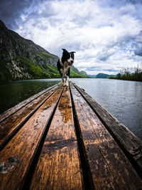 Dog standing on wooden pier over lake against sky