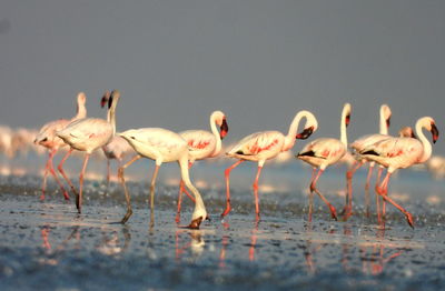 Flamingos in lake