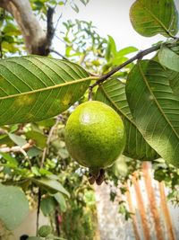 Close-up of fruit growing on tree