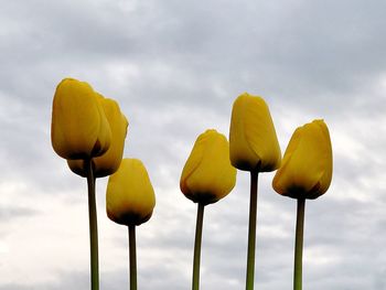 Low angle view of yellow flowers against sky