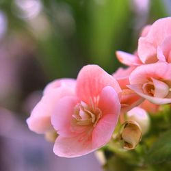 Close-up of pink flowers