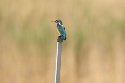 Rear view of kingfisher perching on pole