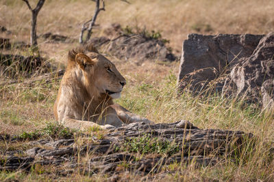 Male lion lies among rocks and grass