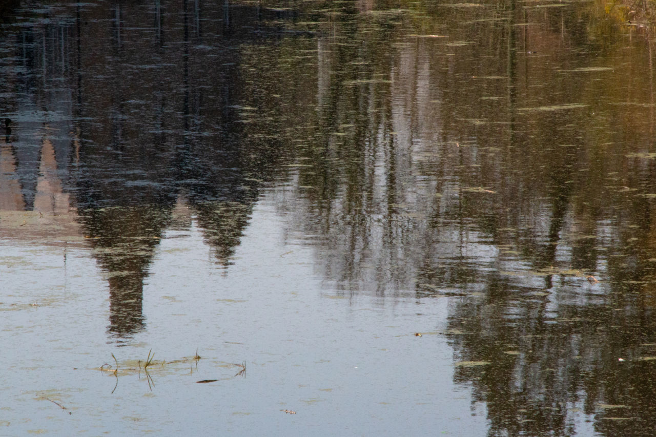 REFLECTION OF TREES IN LAKE