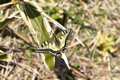 Close-up of butterfly pollinating on flower
