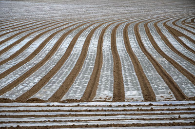 Lined pattern of plastic sheeting in a newly sown field of maize