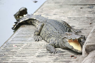 High angle view of lizard on wood