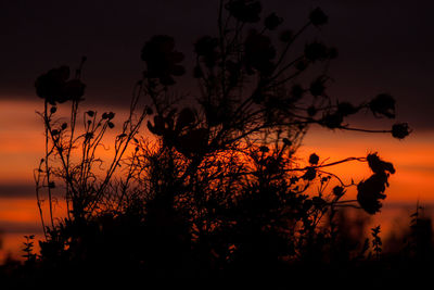 Low angle view of silhouette trees against sky during sunset